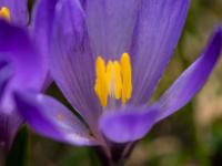 Makroblick in eine lila Krokusblüte